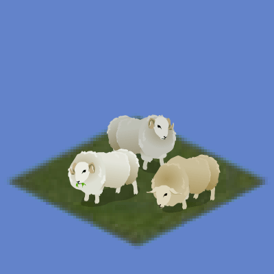Welsh Sheep